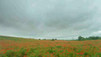 FPV drone quickly and maneuverably flies over a flowering poppy field video