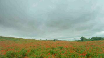 fpv drone rapidement et de manière maniable mouches plus de une floraison coquelicot champ video