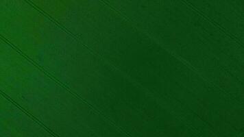 volante al di sopra di un' verde Grano campo, chiaro blu cielo. agricolo industria. video