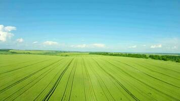 volador terminado un verde trigo campo, claro azul cielo. agrícola industria. video