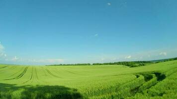 vliegend over- een groen tarwe veld, Doorzichtig blauw lucht. agrarisch industrie. video