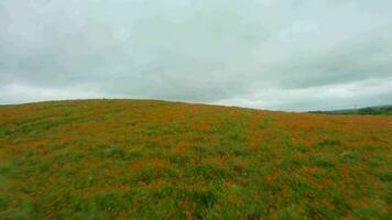 fpv zangão rapidamente e manobrável moscas sobre uma floração papoula campo video