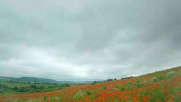 fpv zangão rapidamente e manobrável moscas sobre uma floração papoula campo video