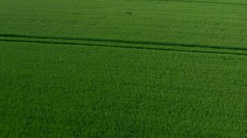 en volant plus de une vert blé champ, clair bleu ciel. agricole industrie. video