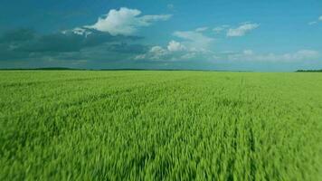 vliegend over- een groen tarwe veld, Doorzichtig blauw lucht. agrarisch industrie. video