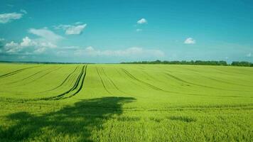 vliegend over- een groen tarwe veld, Doorzichtig blauw lucht. agrarisch industrie. video