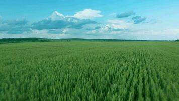 vliegend over- een groen tarwe veld, Doorzichtig blauw lucht. agrarisch industrie. video