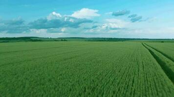 vliegend over- een groen tarwe veld, Doorzichtig blauw lucht. agrarisch industrie. video