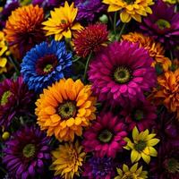 Multicolored chrysanthemum flowers as a background. photo
