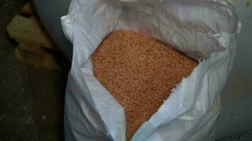 Wheat grains in a plastic bag photo