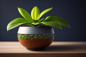 Green plant in black pot on wooden table. . photo