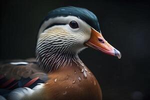 Mandarin duck closeup, created with photo