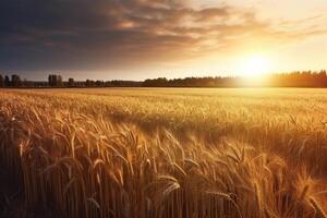 Ripe golden wheat field with sunset, wide view, photo