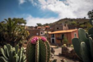 Cactus in front of a beautiful place, photo