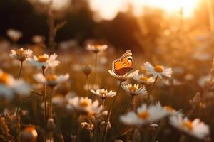 A butterfly that is sitting on a flower, photo