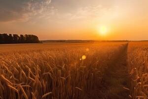Ripe golden wheat field with sunset, wide view, photo
