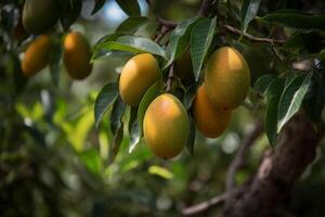 A snapshot of some juicy mangoes on a tree, photo