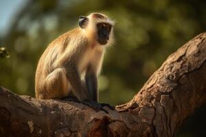 Monkey on top of a tree in the summer season, photo