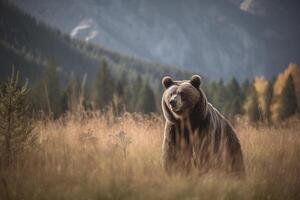 A brown bear standing in a field of tall grass, photo