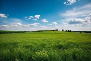 Endless green field with blue sky, photo