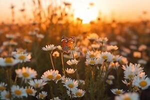 A field of daisies with a butterfly on it, photo
