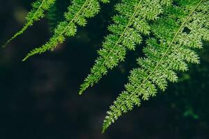 The beautiful fern leaves in the rainforest of northern Thailand. photo