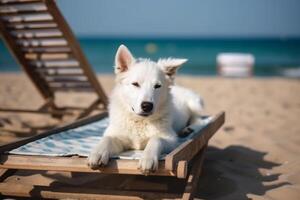 A dog sitting on a beach, summer concept image, photo