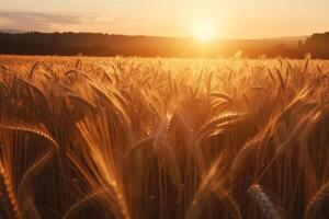 Ripe golden wheat field with sunset, wide view, photo