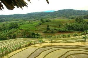 view of terraced rice fields in the countryside photo
