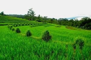 Green rice terraces landscape with rows of grass, Bali photo