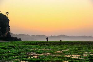 Panoramic seaview with green coral stones and cliffs at sunrise, Sepanjang Beach, Indonesia photo