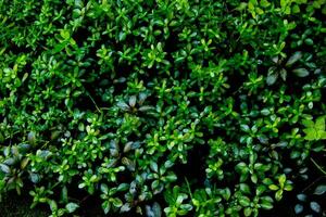 dark green leaves of native bacopa monnieri evergreen vines, earth day photo