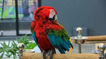 the red macaw bird is cleaning the feathers on its body photo