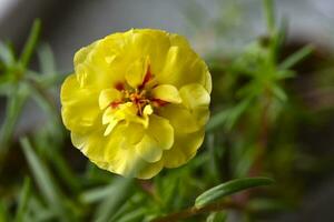 Yellow Purslane flower . A genus of plants in the Purslane family. A large yellow flower. photo