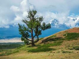 Bizarre lonely tree against the background of snow-capped mountains. Atmospheric green landscape with firs in mountains. photo