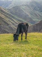 Black cow in a fresh green mountain slope pasture in summer. photo