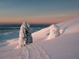 Winter dramatic minimalistic landscape at sunset. A snowdrift, trees covered with snow, a snow-covered road down a hill with a fancy spruce in the snow. Harsh Arctic nature. photo