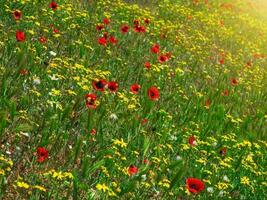 Summer sunny flower slope, mixed grass with mountain poppies. Natural floral background photo