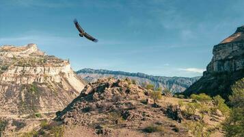 Flying eagle over a mountain valley and gorge and the Gunib plateau in Dagestan. photo