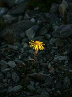 One yellow flower on a dark evening rocky background. Senecio karjaginii on stone slope of the Altai mountains, 3000 m A.S.L photo