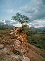 Lonely tree growing on top of the rock. Vertical view. photo