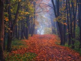 Maple alley with fallen leaves through a mystical forest. Fabulous autumn misty landscape photo