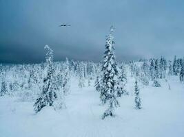 Dramatic winter minimalistic northern background with trees plastered with snow against a dark snowy sky. Arctic harsh nature. Mystical fairy tale of the winter raven forest. photo