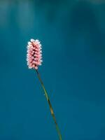 Bistorta officinalis. Other common names - snakeroot, snake-root, snakeweed close up on the blue water background. photo