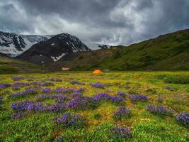 Dramatic mountain flower plateau with bushes of purple flowers and an orange tent in the distance near the glacier. photo