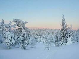 increíble ver de el cubierto con escarcha arboles en el nieve derivas mágico invierno bosque. natural paisaje con hermosa azul cielo. el renacimiento de el planeta. foto