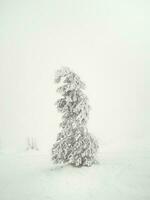 Soft focus. Magical bizarre silhouettes of trees are plastered with snow. Arctic harsh nature. A mystical fairy tale of the winter misty forest. Snow covered Christmas fir tree on mountainside. photo