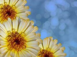 Beautiful marigold flowers on blue blurred background. Festive flowers concept. Floral card with flowers, copy space photo