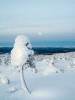 Ice nature lollipop. Winter cotton candy. Snow-covered mountain slope with fancy white trees on the night of the full moon. Amazing northern nature, winter natural background. Vertical view. photo