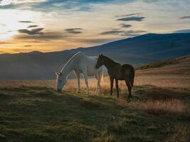 blanco caballo con un marrón potro a puesta de sol. hermosa caballos en un otoño prado poses en contra el antecedentes de un blanco cubierto de nieve montaña. foto